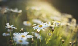 Featured image of post [软件]NavicatPremium12 - 可用破解版