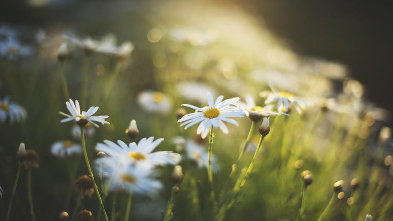 Featured image of post [软件]NavicatPremium12 - 可用破解版