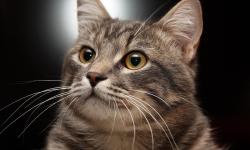 Featured image of post 【PHP】提取自可道云的字符串加密类