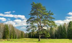 Featured image of post [原创] 支付宝个人免签收款易支付插件源码