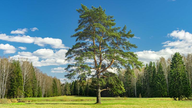 Featured image of post [原创] 支付宝个人免签收款易支付插件源码