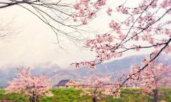 Featured image of post 使用DnsPod简单实现域名DDNS 