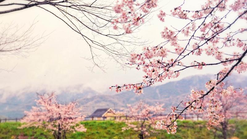 Featured image of post 使用DnsPod简单实现域名DDNS 