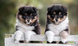 Featured image of post Mac 自动设置终端代理IP