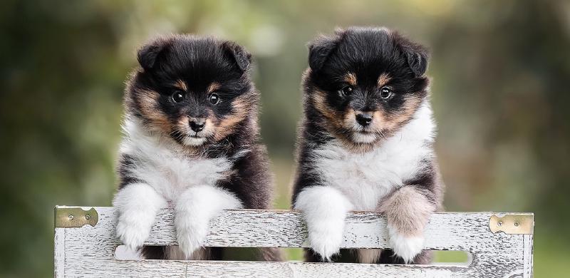 Featured image of post Mac 自动设置终端代理IP